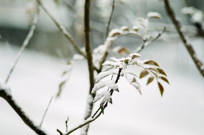 Close-up of snow on twig