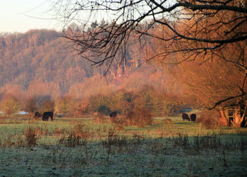 Bare trees in forest during winter