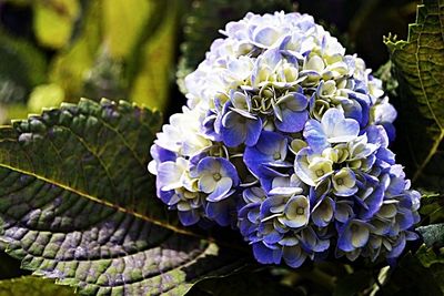 Close-up of purple flowers