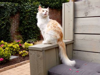 Cat sitting on wall