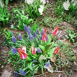 Plant growing on field