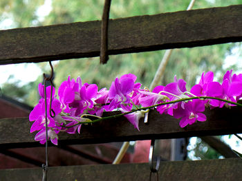 Close-up of pink flowering plants by railing
