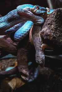Close-up of snake