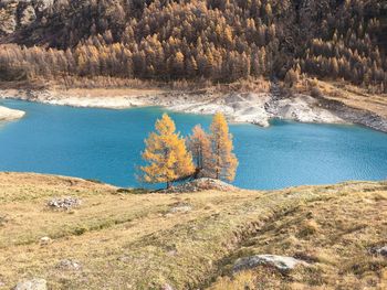 Trees on landscape