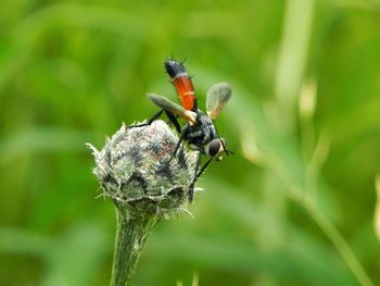 Close-up of insect on plant
