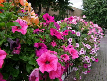 Close-up of pink flowers blooming outdoors