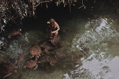 High angle view of young woman standing in lake amidst turtles