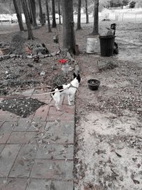 High angle view of birds on footpath