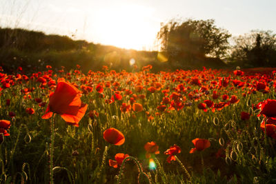 Close-up of red flowers in field
