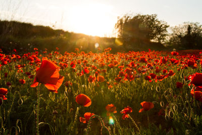 Poppies blooming on field against sky during sunset