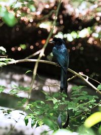 Low angle view of bird perching on tree