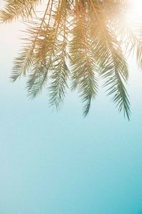 Low angle view of palm tree against sky