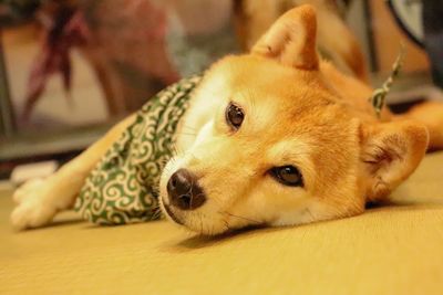 Close-up portrait of dog relaxing at home