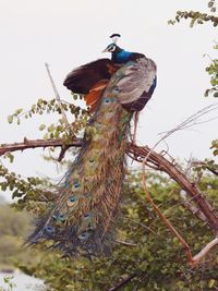 Low angle view of bird perching on a tree