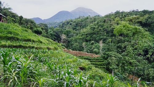 Scenic view of green landscape against sky