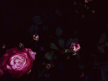 High angle view of pink roses blooming in park at night