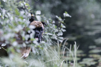 A german boxer dog in the thickets on the lake shore