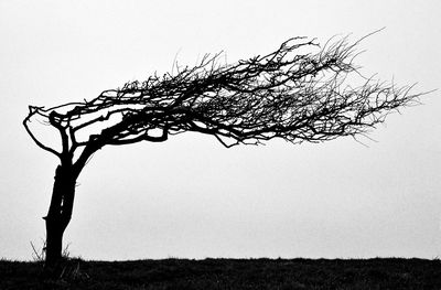 Bare trees on field against sky