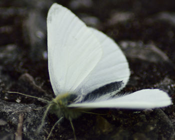 Close-up of white flower