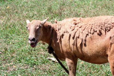 Close-up of lion standing on field