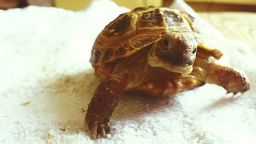 Close-up of turtle in container