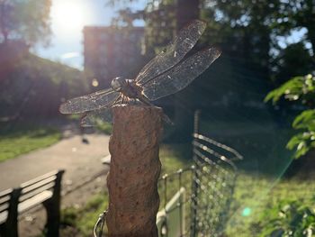 Close-up of dragonfly on wooden post