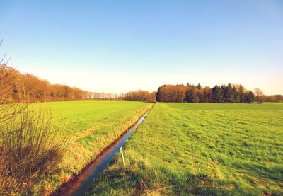 Scenic view of agricultural field against clear sky