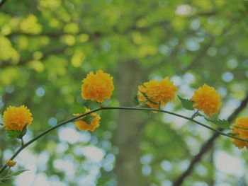 Close-up of yellow flowering plants