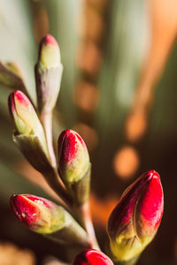 Close-up of pink flower buds