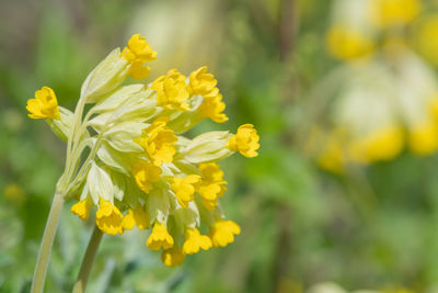 Close-up of yellow flowering plant on field