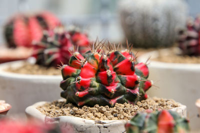Close-up of red succulent plant