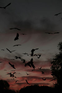 Low angle view of silhouette birds flying against sky