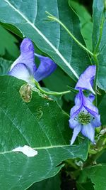 Close-up of purple flowers blooming outdoors