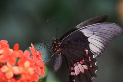 Close-up of butterfly pollinating on flower