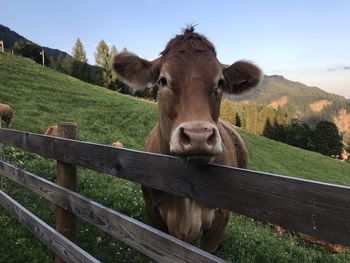 Portrait of cow standing on field against sky