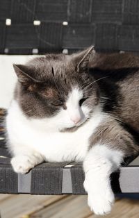 Close-up of cat
