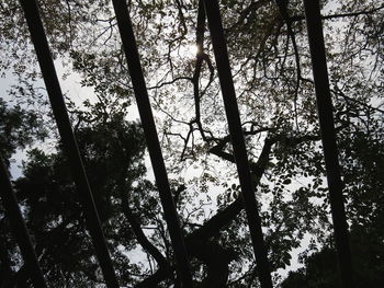 Low angle view of trees in forest