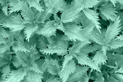 Full frame shot of frozen plants during winter