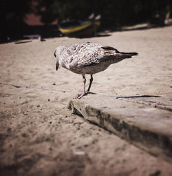 Surface level view of bird on land