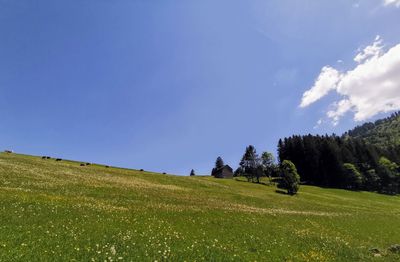 Trees on field against sky in the mountains