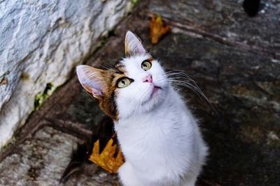 Close-up portrait of a cat