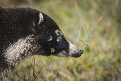 Close-up of a dog looking away