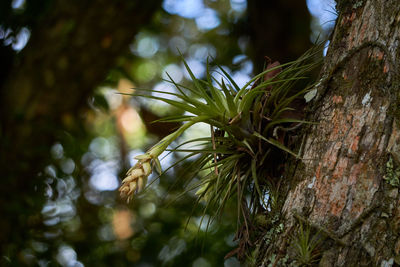 Low angle view of pine tree