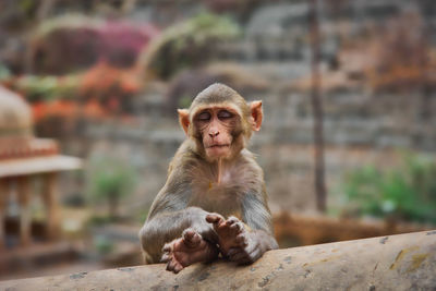 Portrait of monkey sitting on wall