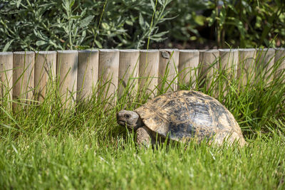 View of a turtle on ground