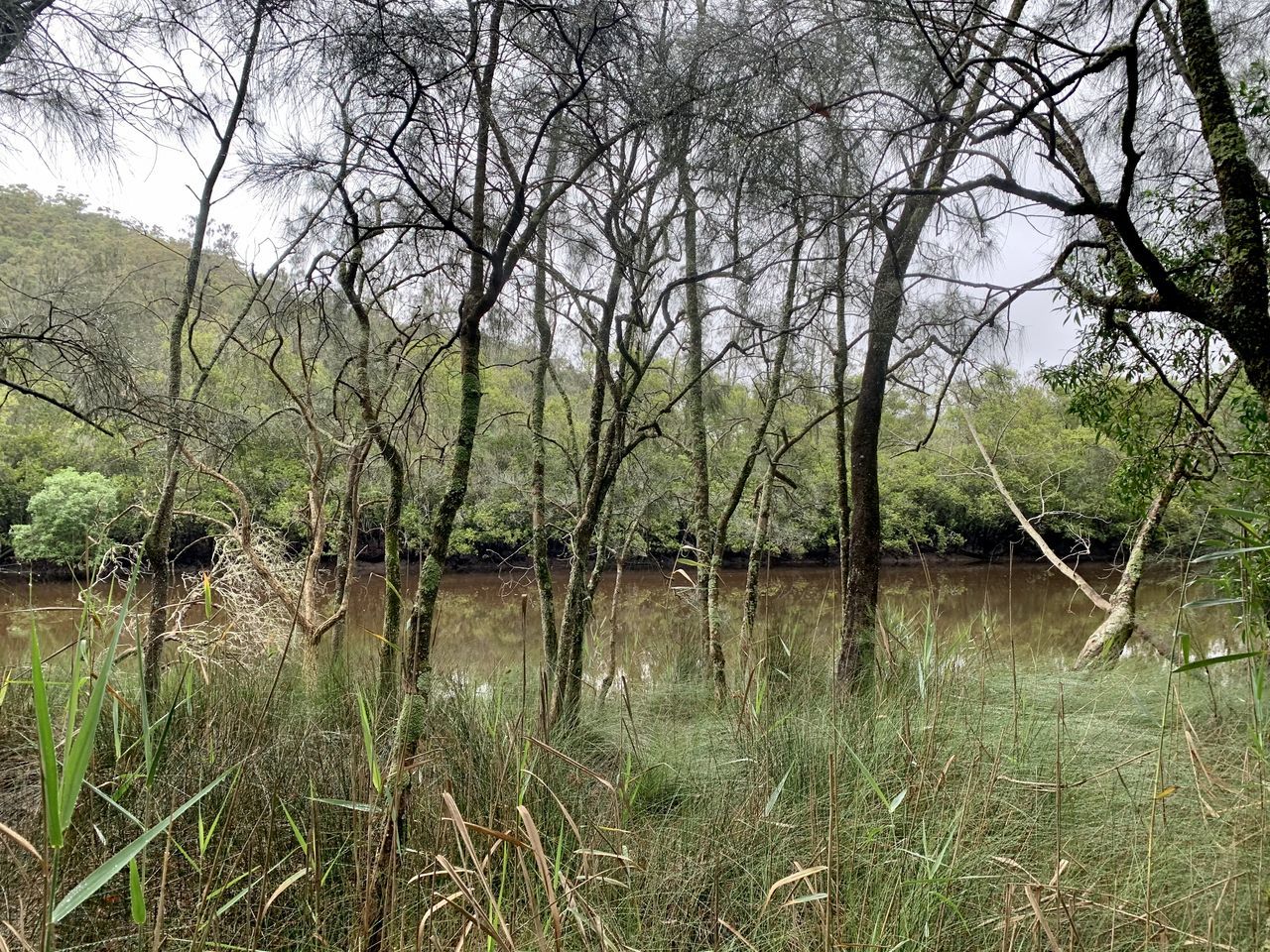 LAKE IN FOREST