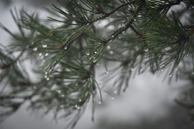 Close-up of christmas tree during winter