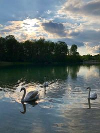 Swans swimming in lake against sky