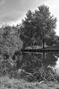 Close-up of tree against sky