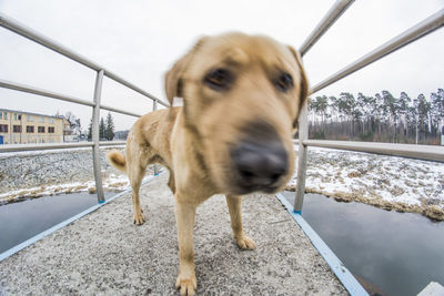 Blurred motion of dog on footbridge